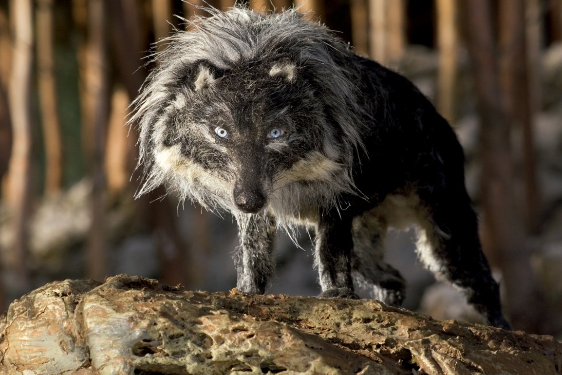 PEDRO Y EL LOBO, LIVE + RELATOS DE NUESTROS PUEBLOS EN ARPILLERAS